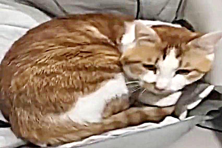 大胖橘猫正在睡觉，忽然被主人一把推倒，看到被它压着之物，这猫太坏了！ - 2