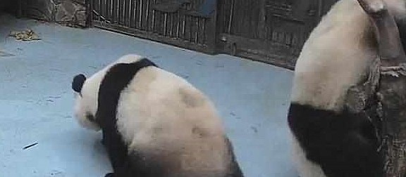 熊猫欲对下铺使坏却发生意外，网友：上铺最担心的事情还是发生了 - 4