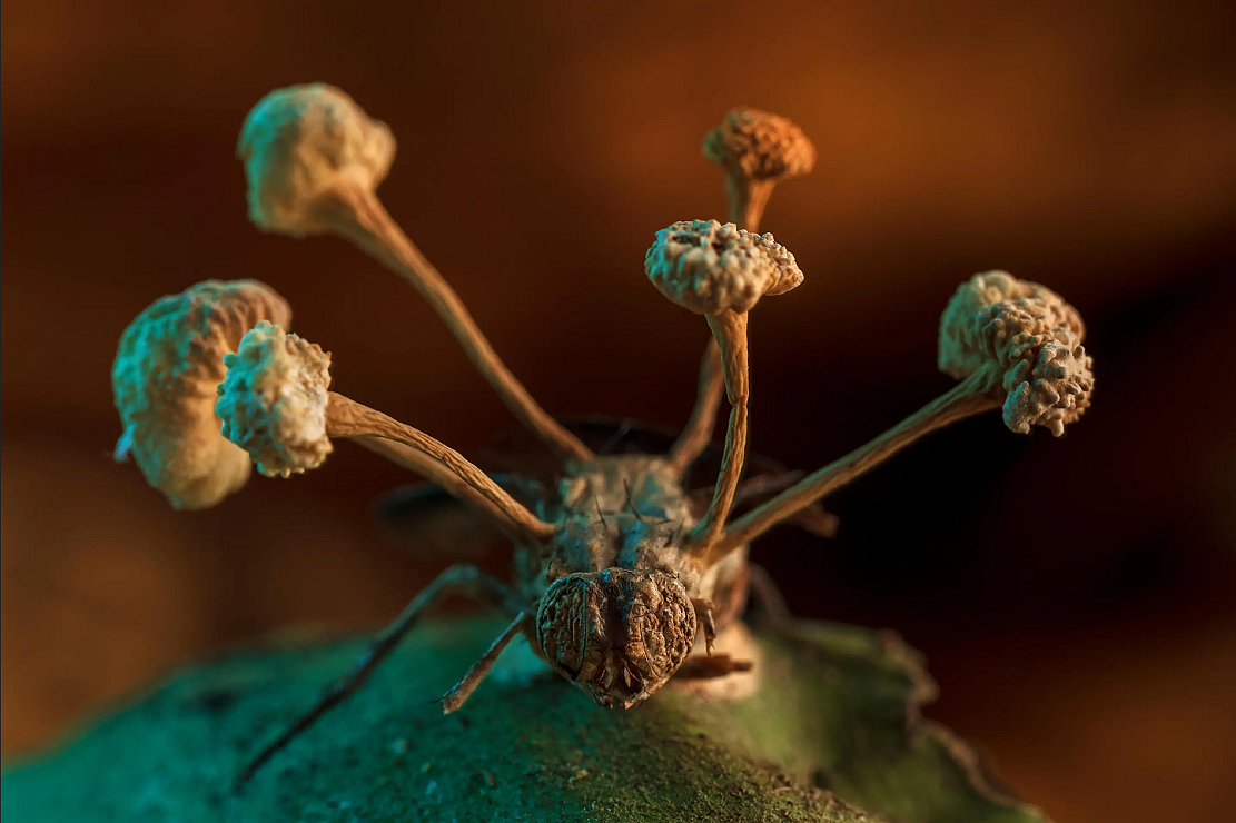从宿主体内爆炸而出的“僵尸真菌”在科学摄影比赛中脱颖而出 - 1