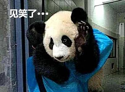 饲养员发现少了一只熊猫，抬头看了眼后腿直打抖：我的亲娘哎 - 3