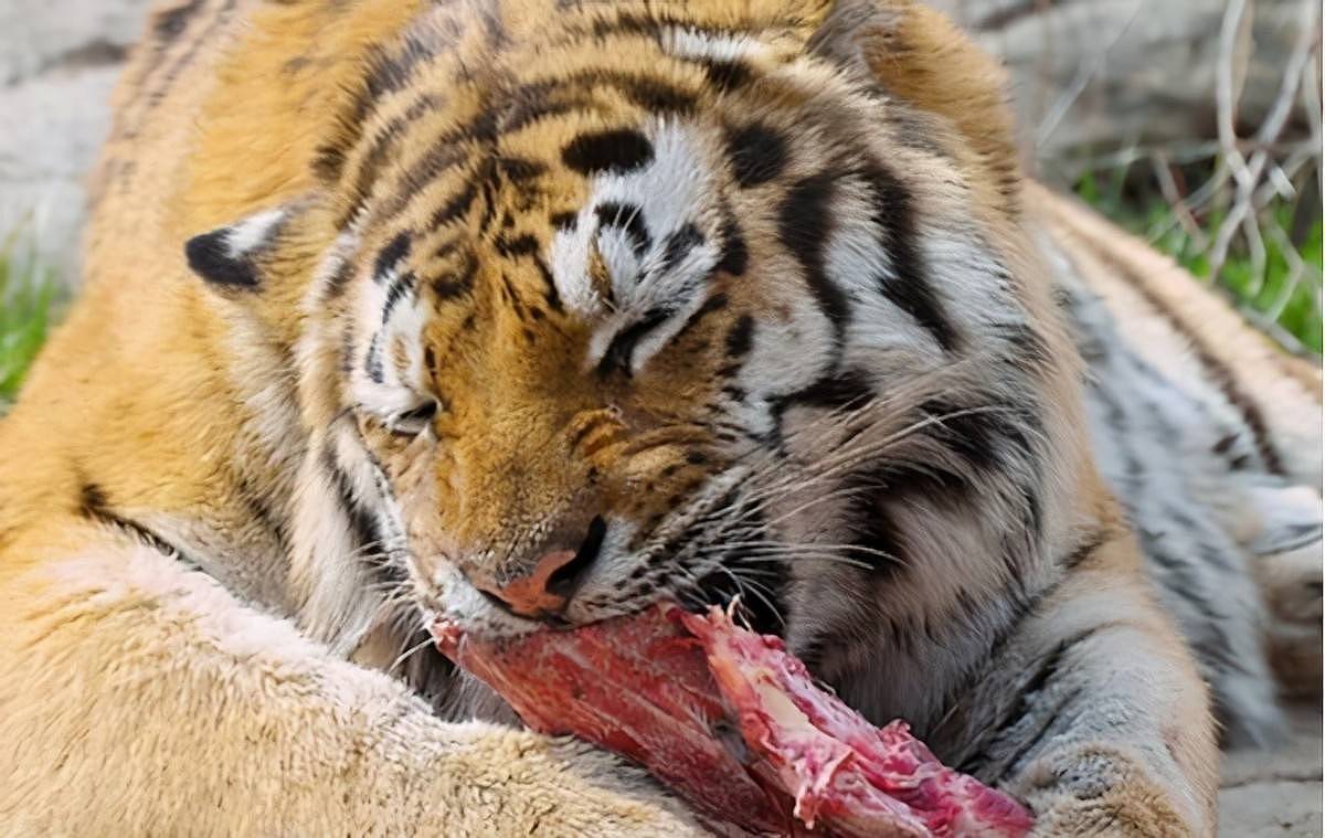 老虎舌头可以舔下半张人皮，是真是假？为何猫科动物舌头满是倒刺 - 2