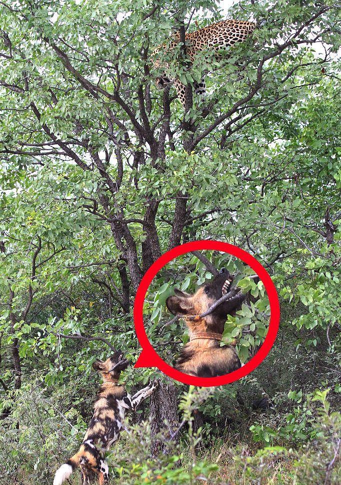 被野犬逼上树顶的花豹 - 8