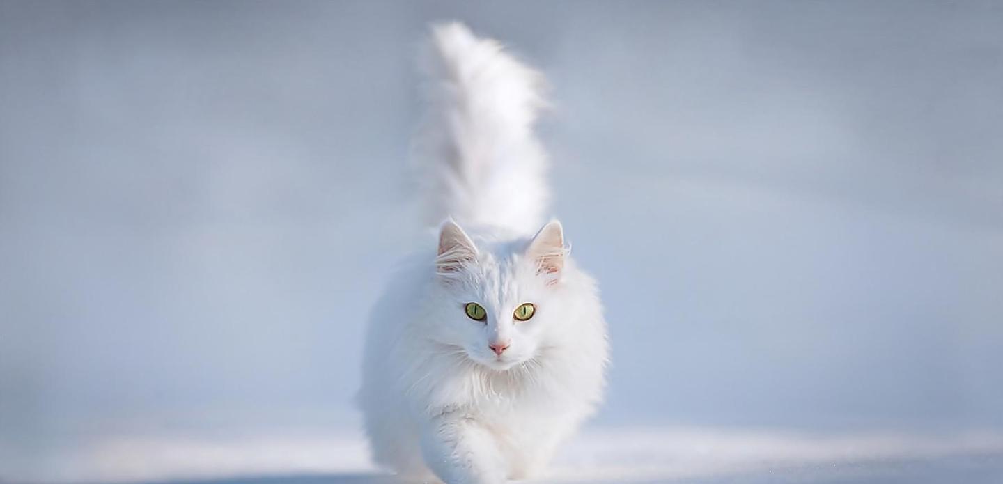 冬季三大不怕冷的猫, 布偶猫上榜, 第一种抗寒能力超强 - 2