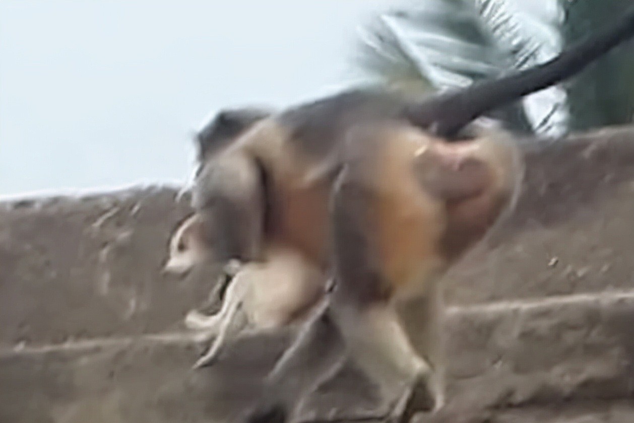 猴子复仇：为了报复狗杀死了小猴，猴子将250只小狗扔下建筑物 - 1