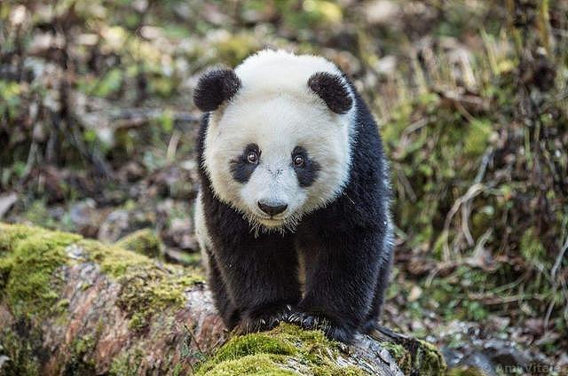 饲养员发现少了一只熊猫，抬头一看两腿发抖啊：我滴个亲娘啊 - 4