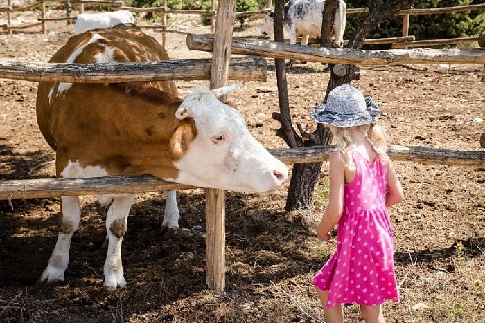 Child-With-Cow-777x518.jpg