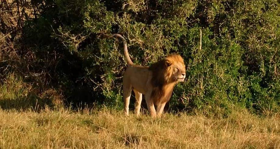 走进非洲动物——狮子 - 1