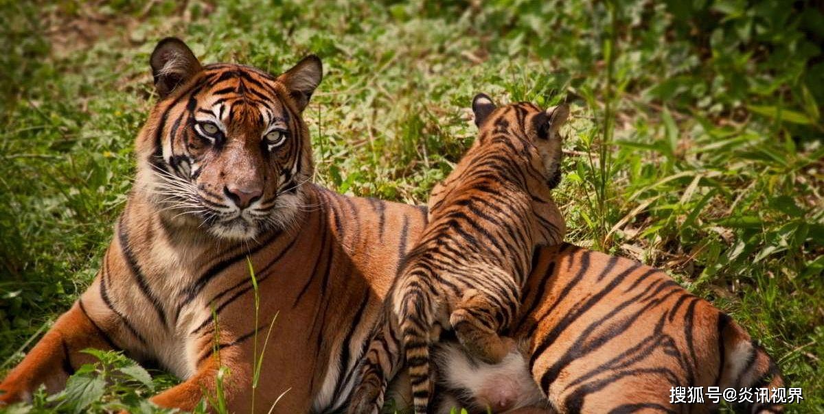 老虎的繁殖与交配：铁汉并没有柔情，冷门的知识又增加了 - 10
