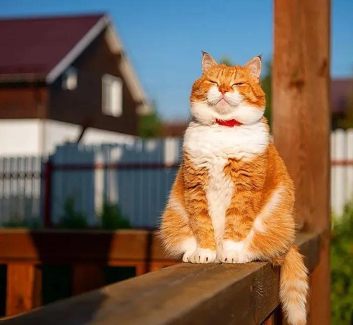 即使你阅猫无数，见到这只橘猫也会心动，真的太美了 - 2