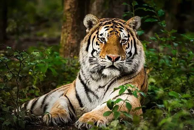 美老虎确诊新冠，另有几只老虎狮子干咳不止，由无症状饲养员传染 - 1