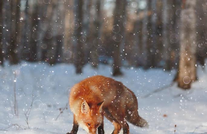 驯养的狐狸可以成为很棒的宠物，不要与驯服的野狐混淆，驯化的狐狸比野生的狐 - 3