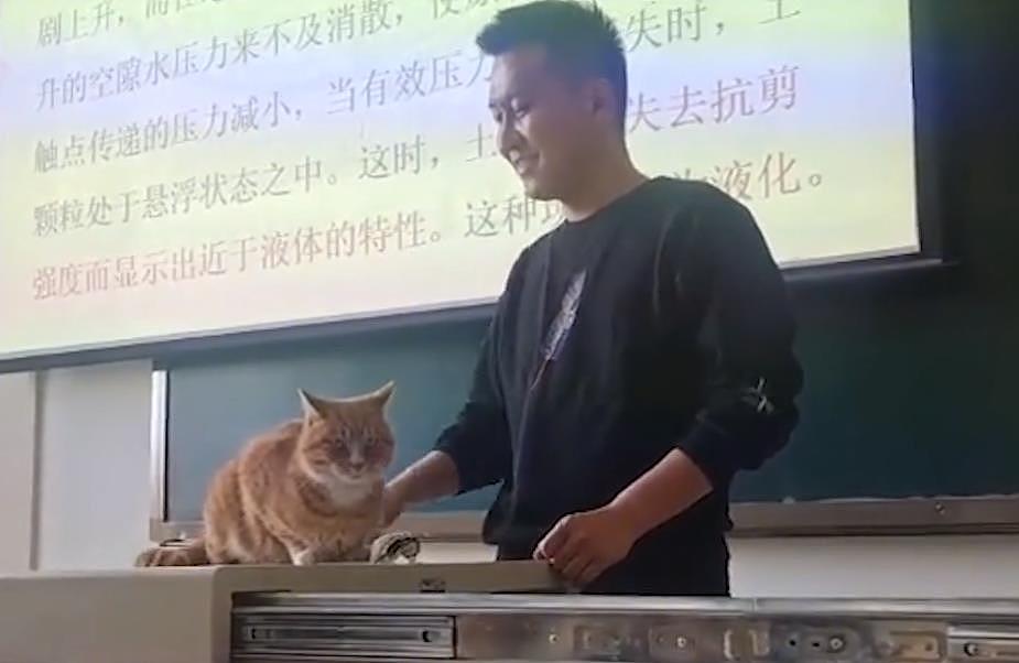 内蒙古一老师用橘猫当教具讲“鞭梢效应”，猫：下课把猫粮结一下 - 4