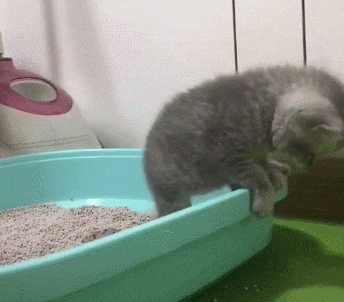 小奶猫学用猫砂盆太磨蹭, 被性急的猫妈妈一巴掌拍进了“屎盆子” - 4