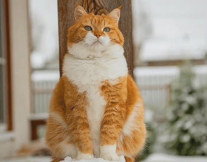 一只平平无奇的橘猫，身上竟藏着7个“世界之最”，你不知道吧！ - 6