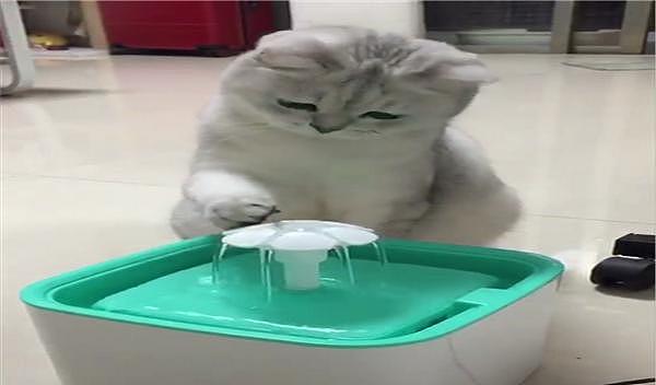 英短第一次用饮水器，只会捞水喝，网友：饮水器都被猫用来洗脚了 - 3