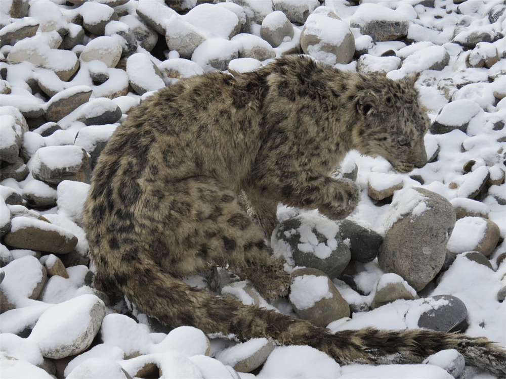 玉树一只雪豹1岁失去母亲，连旱獭都抓不到，捕食时被野狗咬伤 - 5