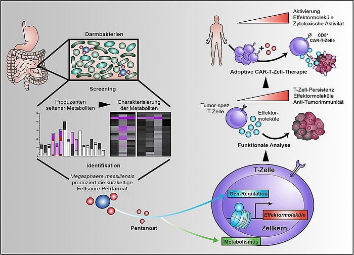 揭开肠道菌抗肿瘤的机制:微生物短链脂肪酸改善癌症的过继免疫疗法 - 1