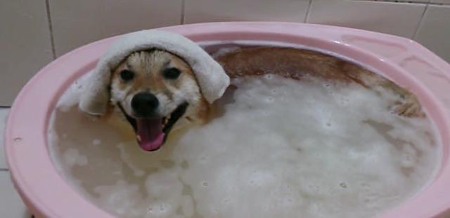 最喜欢泡澡的狗狗，泡一次还没泡够，回来敷着毛巾继续泡澡 - 2