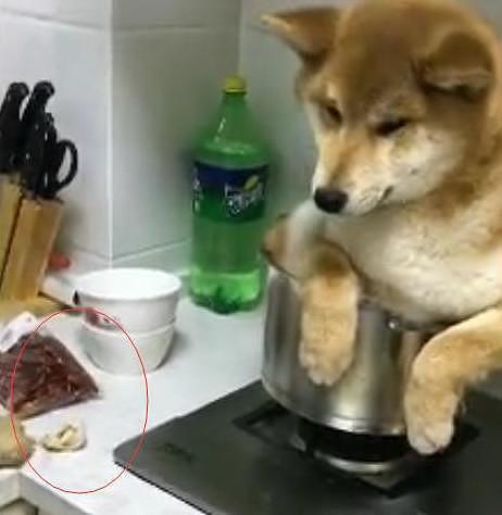 网友把狗狗放在锅里准备炖了，加水加葱蒜姜，吓得狗狗放声大哭！ - 3