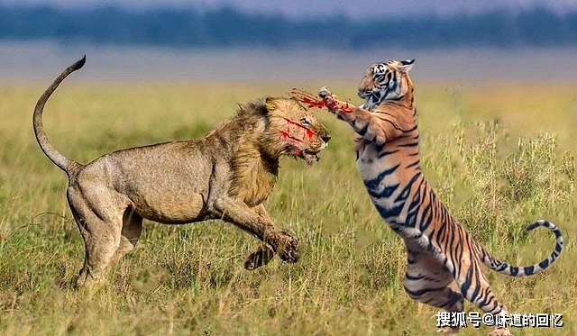 现存非洲最大的猫科动物，克鲁格狮能不能打赢东北虎？ - 7