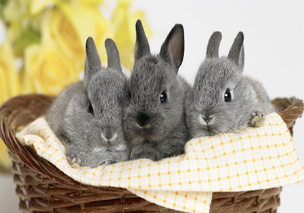萌兔护理：兔子有球虫病的征兆，初期有哪些表现，怎样处理快？ - 4