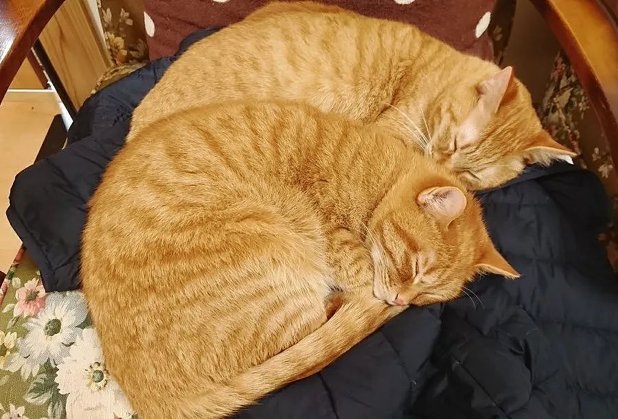 这对橘猫双胞胎必须要抱在一起才能睡着，也许这就叫做如胶似漆吧 - 3