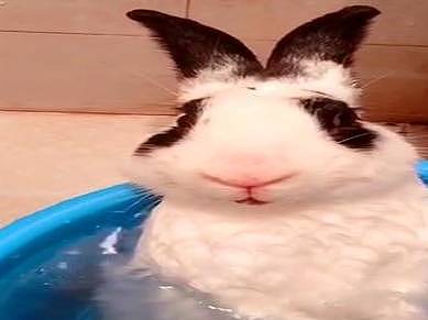 谁说兔子胆小怕水？这只兔子不仅胆大，还泡起了热水澡 - 5