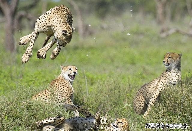 最爱打斗的6种猫科动物：猎豹打斗花拳绣腿，老虎不战死不罢休 - 2