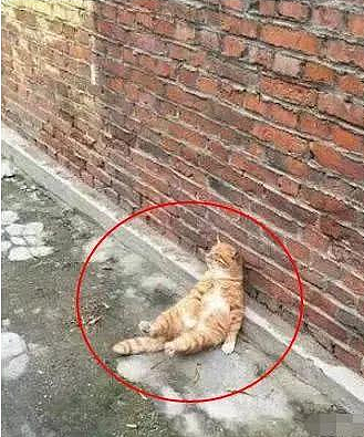 橘猫在家打架后被赶走，找到它时瘫坐在墙边，表情却让人气昏头 - 2