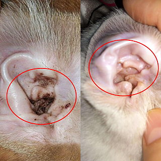 耳螨和耳垢有何区别？猫咪耳螨怎么治？ - 1
