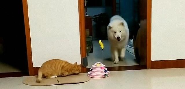 橘猫守在门口伏击萨摩耶, 两次! 狗狗终于被惹怒了, 张嘴还击 - 1
