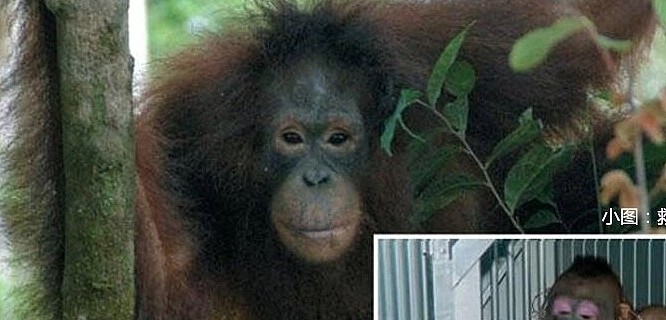 这只猩猩被迫成为人类的性奴，解救出来时，它一个举动让人落泪 - 3