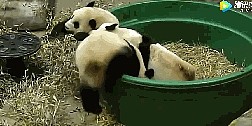 好大一个“聚宝盆”网友：里边的熊猫怎么卖？ - 3
