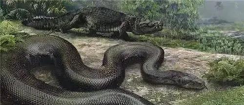最大的巨蟒：身长达到15米，捕食鳄鱼为生 - 2