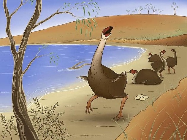 人类偷蛋造成远古澳洲巨鸟灭绝 - 2