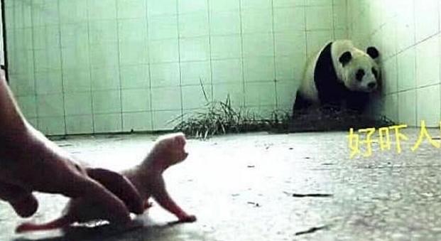 熊猫妈妈第一次生宝宝，吓得躲在墙角，团子：这小老鼠和我没关系 - 4