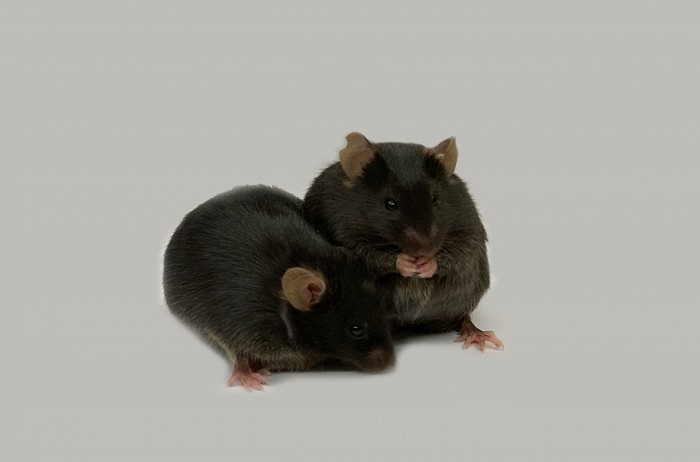obese-mice-scaled.jpg