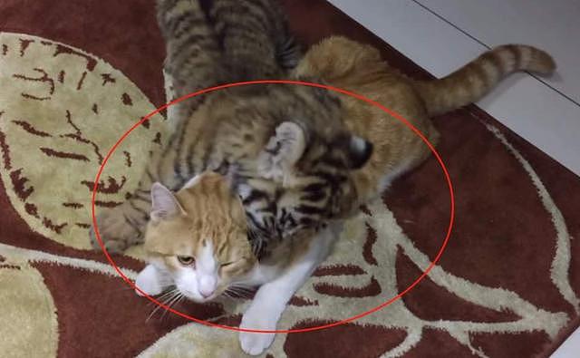 小老虎第一次见到橘猫以为是同类，扑上去又亲又咬，这也太可爱了吧 - 3