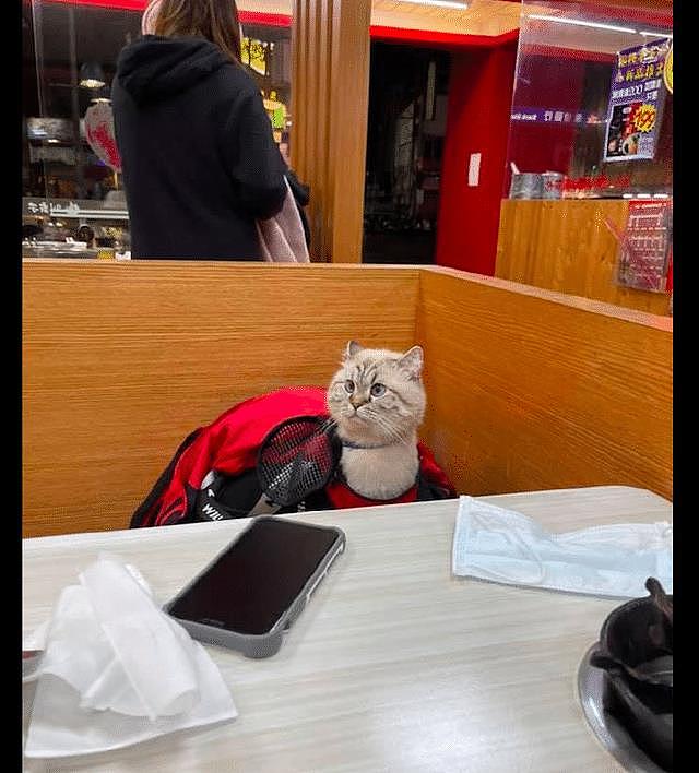 网友带猫咪去餐厅，它伸长了脖子四处张望，好像是一只羊驼啊！ - 2