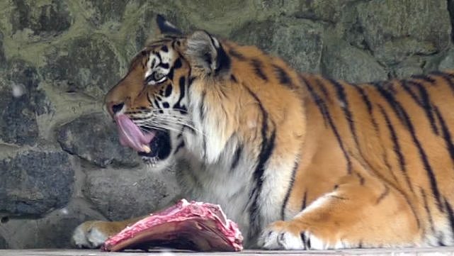 为什么猫科动物的舌头上满是倒刺，被老虎舔一下真的会掉层皮吗？ - 9