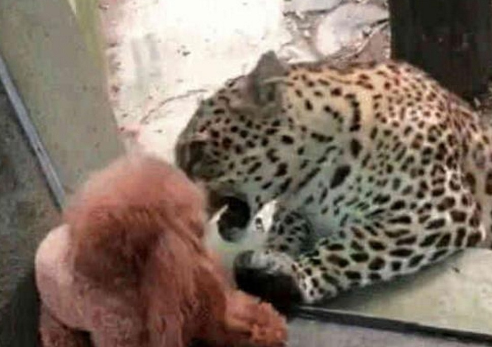 泰迪在动物园偶遇金钱豹，上演一出好戏，果然，泰日天不是白叫的 - 3