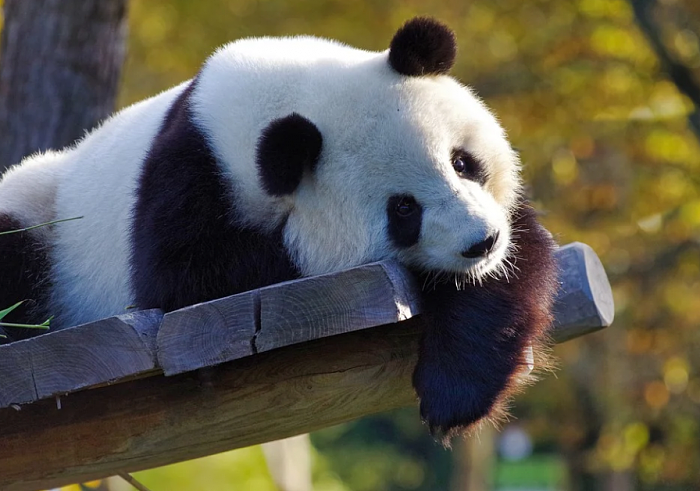 上海网红大熊猫“雅奥”离世 网友感叹：最奶萌的大叔走了 - 2