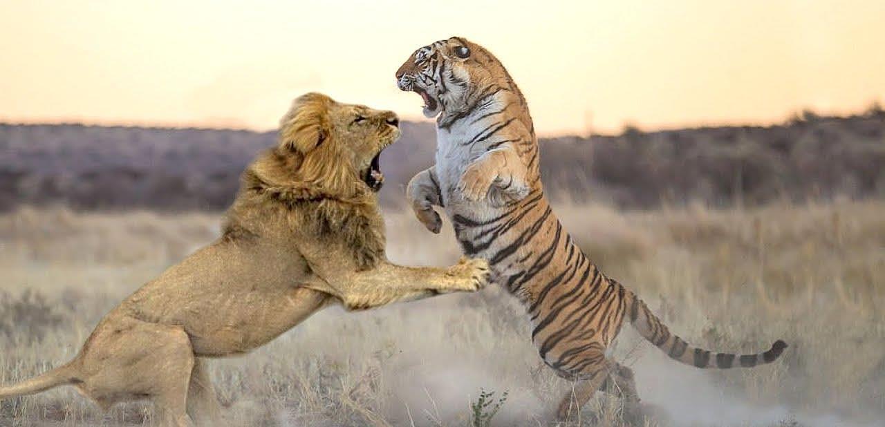 把老虎和狮子放一块会怎样？历史早已证明，会和睦相处 - 2