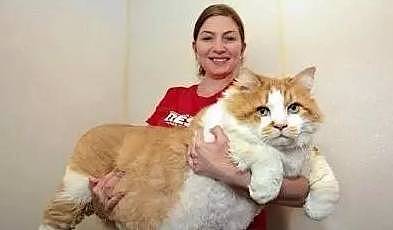 世界上最大的猫，有着与体型不相符的温柔内心，可以轻易赶跑狐狸 - 2