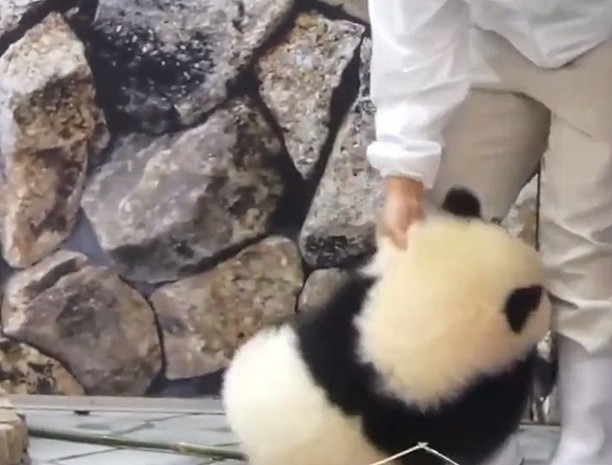 熊猫在日本的生活，过得无法无天，团子：我不听，就要举高高！ - 2