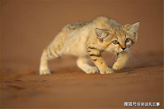 撒哈拉沙漠出现沙猫，身材娇小，捕蛇比兔狲还凶猛，爱挖洞埋食物 - 2