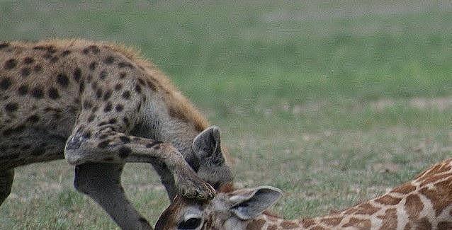 一只落单的幼年长颈鹿惨死于鬣狗群的合力围攻之下 - 4