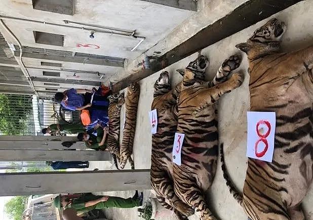 十七只老虎被村民非法抓捕，只为了给男人“壮阳”！ - 6