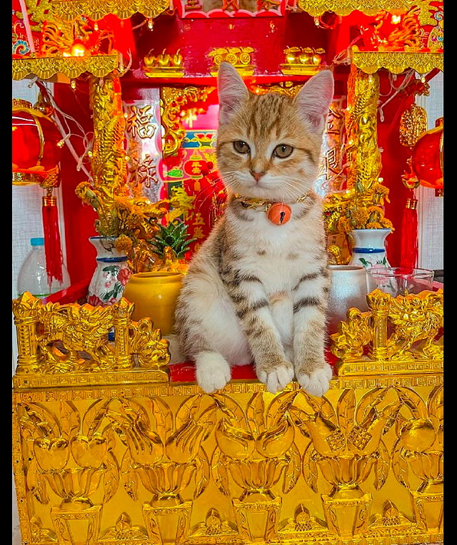小猫坐在聚宝盆上面，还一副财神爷的样子：快点送贡品上来！ - 3