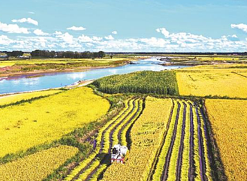 世界水稻种植最北的地区是哪里？是黑龙江呼玛县吗？ - 1